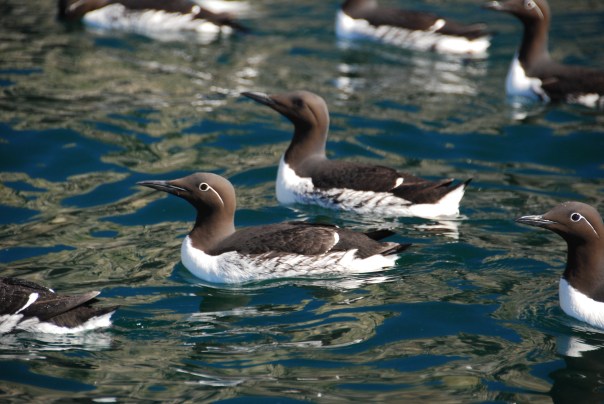 As we came towards Bear Island - on our first excursion, we realized the islands were "rich" with birds - such as the guillemot.