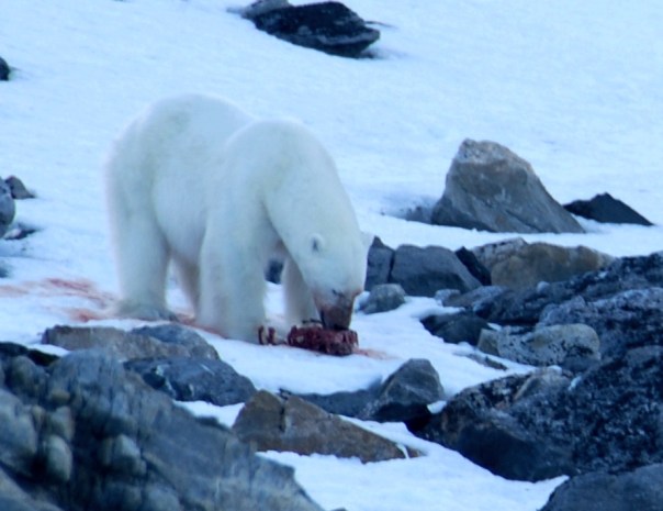 THE most exciting day of our expedition - getting to see and photograph polar bear! - and all photographed from the safety of our zodiacs off shore. (Photo by Robyn Bushong.)